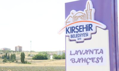 Kırşehir’de lavanta festivali düzenlenecek