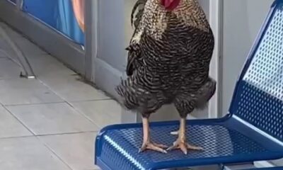 Klimalı otobüs durağına girip öten horoz şaşırttı