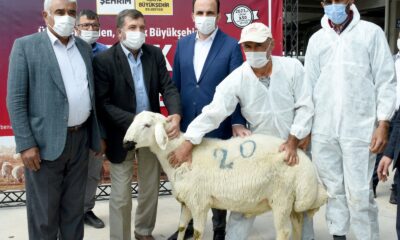 Konya Büyükşehir’den üreticiye damızlık koç desteği