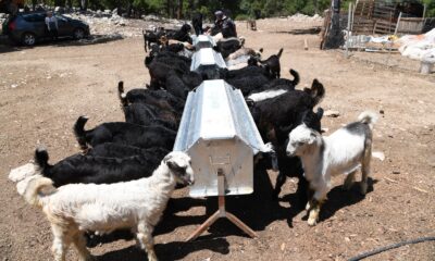 Konyaaltı’nda kışın meralara ekilen otlar, yazın hayvanlara besin oluyor