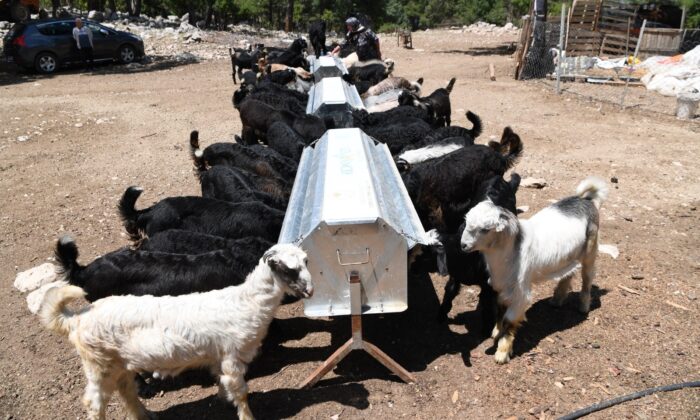 Konyaaltı’nda kışın meralara ekilen otlar, yazın hayvanlara besin oluyor
