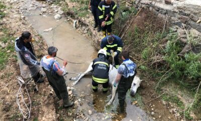 Konya’da itfaiyeden at kurtarma operasyonu