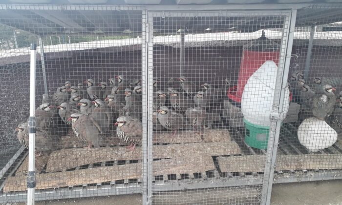 Konya’da izinsiz keklik bulunduran şahsa 61 bin lira ceza