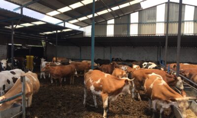 Konya’da kurbanlık hayvan canlı kilo fiyatları belli oldu