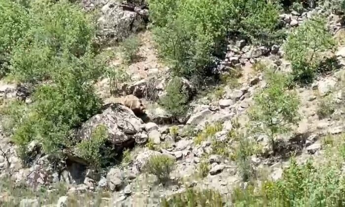 Konya’da nesli tehlike altında olan bozayı görüntülendi