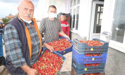 Konya’da üreticiler coğrafi tescilli çileğin alım fiyatının düşmesine tepkili
