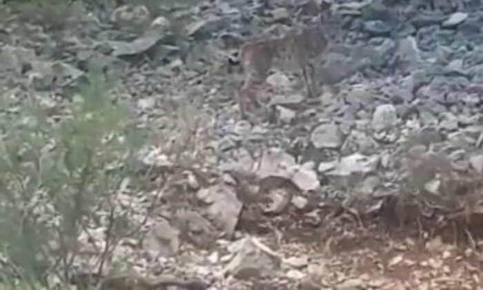 Konya’da vaşak görüntülendi