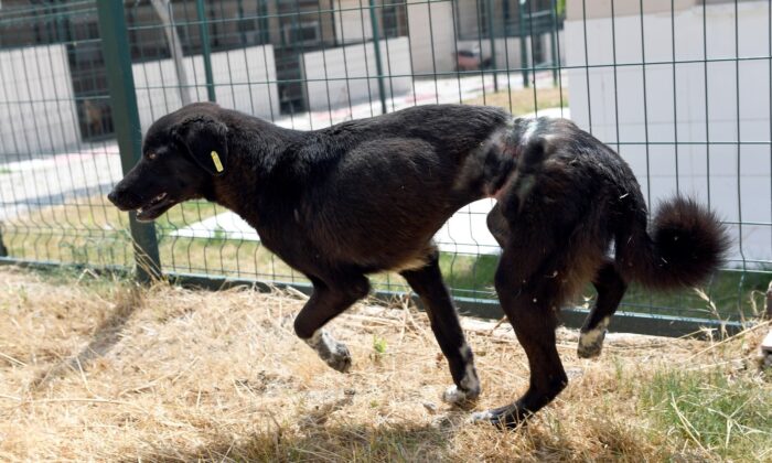 Köpeğe ölümüne işkence