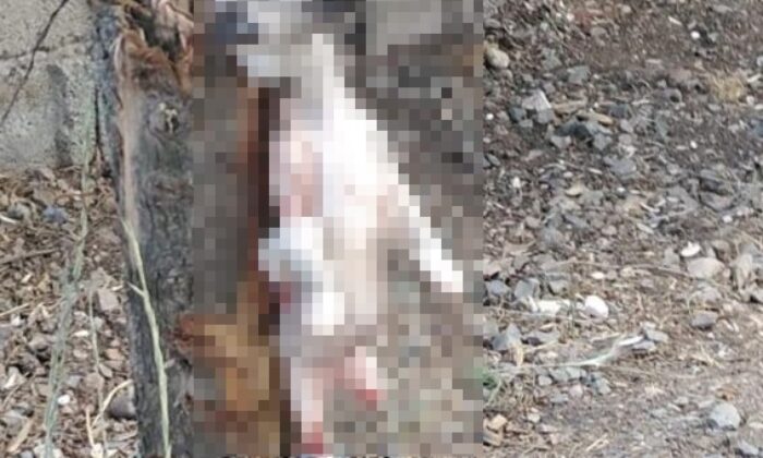 Köpeğin ayaklarını bağlayıp öldürdüler