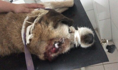 Köpeğin röntgenini görenler şok oldu