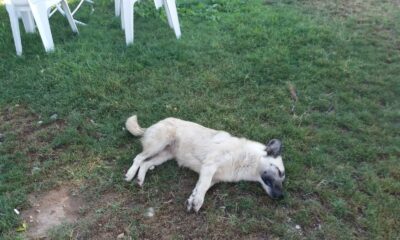 Köpekler telef edilince barınak görevlisi hastanelik oldu