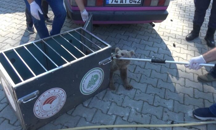 Köpeklerin saldırısına uğrayan yavru ayıyı vatandaşlar kurtardı