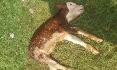 Köpeklerin telef ettiği buzağısını can çekişirken buldu