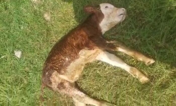 Köpeklerin telef ettiği buzağısını can çekişirken buldu