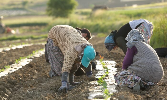 Kornişonun anavatanında fide dikimi başladı
