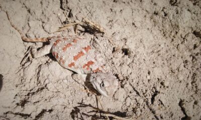 Koruma altında olan “Topbaş Keler” görüntülendi