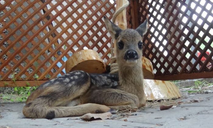 Köyde bulunan yavru karaca koruma altına alındı