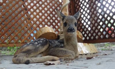 Köyde bulunan yavru karaca koruma altına alındı