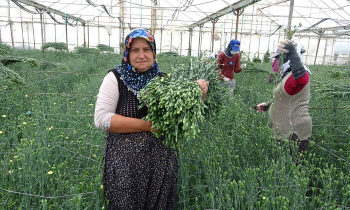 Köyden Hollanda ve İngiltere’ye karanfil ihracatı