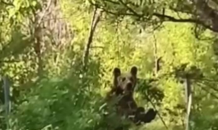 Köye inen aç ayı korku ve paniğe neden oldu