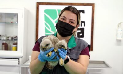 Köylüler, 20 günlük iki kızıl şahin yavrusu buldu