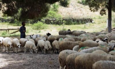 Koyun-keçi destek ödemeleri başladı