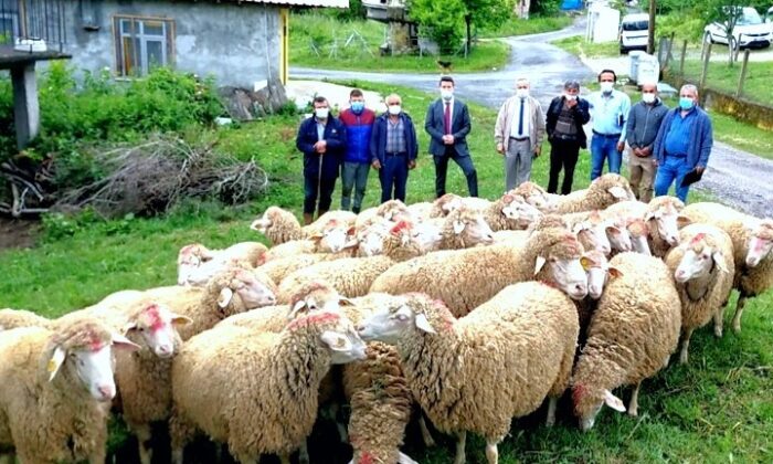 Koyun projesi köye dönüşü başlattı