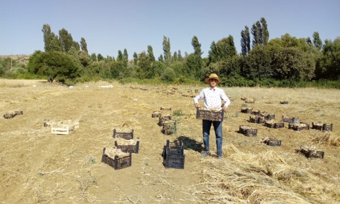 Kulp’ta sarımsak hasadı başladı