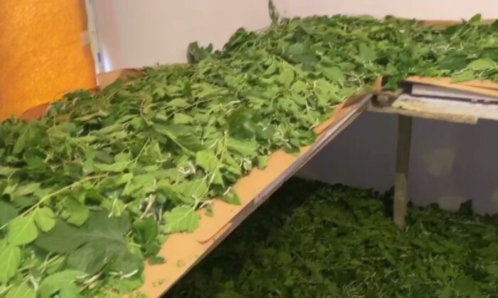 Kulp’ta, telef olan ipek böcekleri ile ilgili çalışma başlatıldı