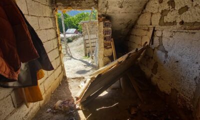 Kümeslere dadanan ayılar, tavukları telef etti