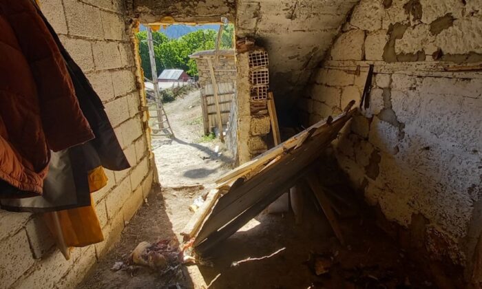 Kümeslere dadanan ayılar, tavukları telef etti