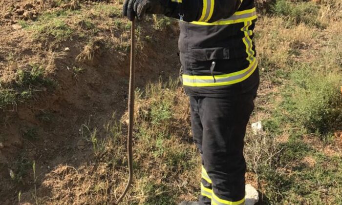 Kümeste yılan paniği