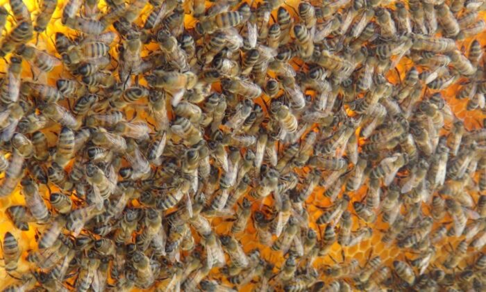 Kuraklık arıcılığı vurdu