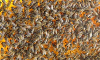 Kuraklık arıcılığı vurdu