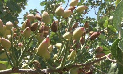 Kuraklık fıstığı da vurdu