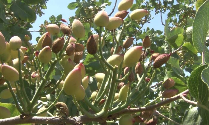 Kuraklık fıstığı da vurdu