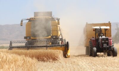 Kuraklık hasadı başlayan buğdayı da vurdu, rekolte yüzde 70’lere kadar düştü