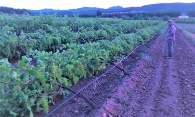 Kuraklık ve dolunun ardından çiftçiyi bu kez fırtına vurdu