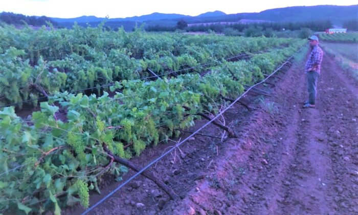 Kuraklık ve dolunun ardından çiftçiyi bu kez fırtına vurdu
