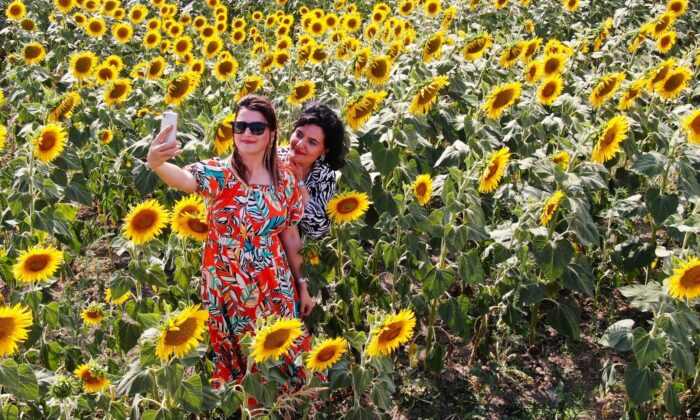 Kuraklık yağlık ayçiçeğini etkiledi