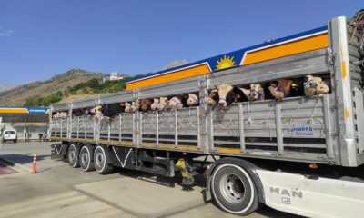 Kurban bayramı yaklaştı, kurbanlıklar yola çıktı