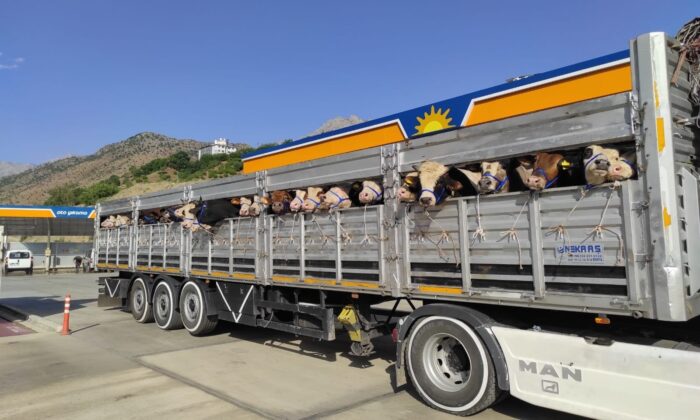 Kurban bayramı yaklaştı, kurbanlıklar yola çıktı