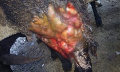 Kurbanda satmaya hazırlandığı kuzularını kurt yedi