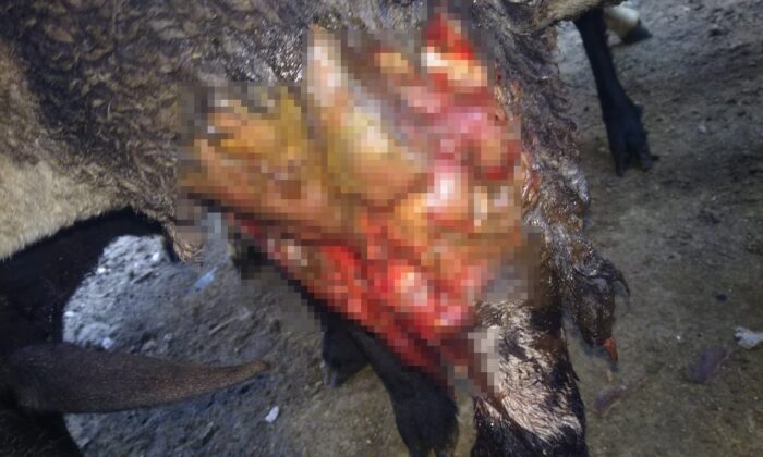 Kurbanda satmaya hazırlandığı kuzularını kurt yedi