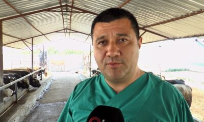 Kurbanlık alacaklara uzmanından önemli uyarılar