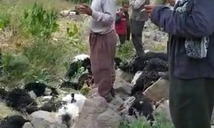 Kurtların saldırısına uğrayan sürüdeki 70 hayvan telef oldu