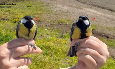 Kuş halkalama çalışması yapıldı