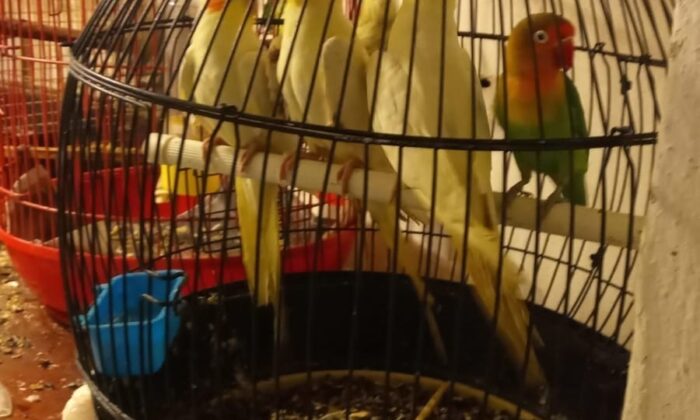 Kuş hırsızlığı şüphelisi yakalandı