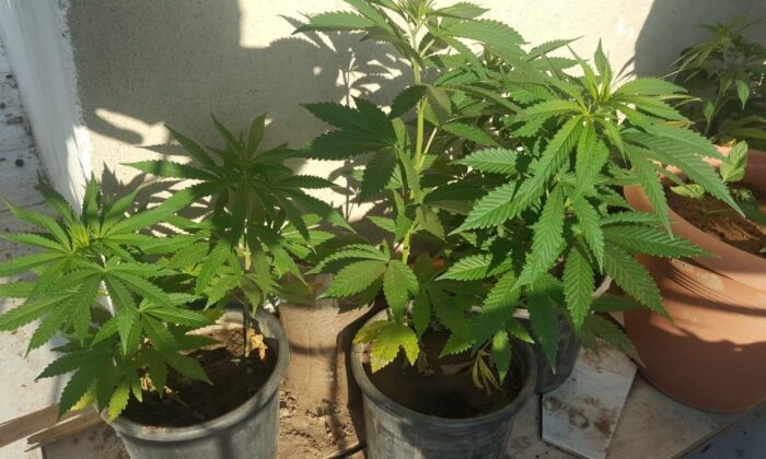 Kuşadası’nda kenevir operasyonu:1 gözaltı