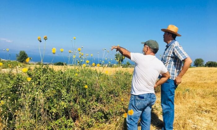 Kuşadası’ndaki endemik bitki türleri incelendi